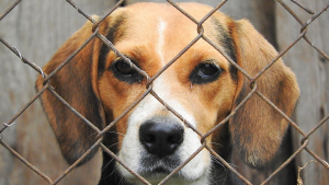 Illustration : Rassemblement pour la fermeture d’un élevage de chiens de laboratoire dans l’Yonne