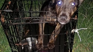 Illustration : Sauvetage d’un chien abandonné dans une cage étroite, une note y était attachée
