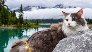 Illustration : Découvrez Gary, chat alpiniste, star d’Instagram grâce à ses incroyables aventures