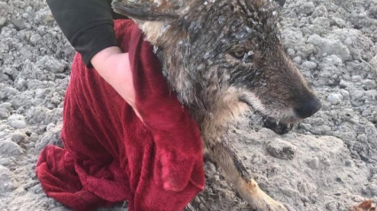 Illustration : Ils pensaient sauver un chien de la glace, il s'agissait en fait d'un loup !