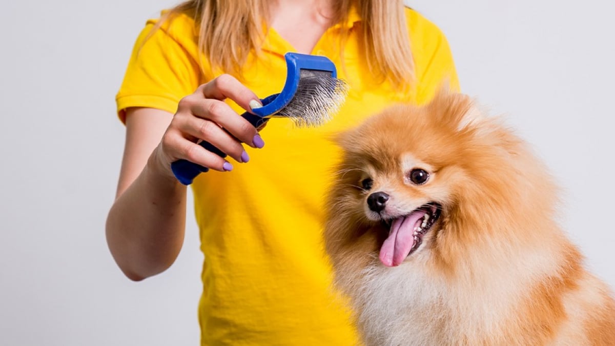 La brosse pour chien : comment choisir en fonction de son poil ?