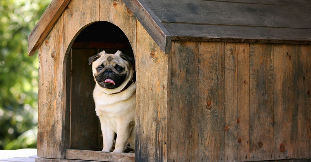 L'utilisation sécuritaire de la cage pour les chiens