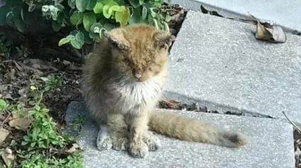 Illustration : Une amoureuse des animaux sauve Simba, un chaton abandonné dans les rues ! 