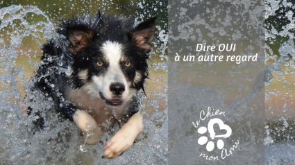 Illustration : « Le chien mon ami », pour une meilleure culture du chien