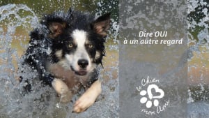 Illustration : « Le chien mon ami », pour une meilleure culture du chien