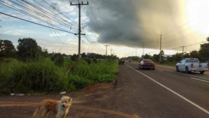 Illustration : Perdu, un chien attend 4 ans le retour de son maître sur le bord de la route et le retrouve !