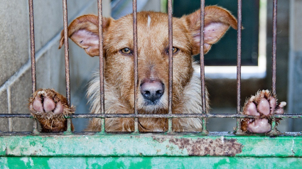 Illustration : Une loi criminalisant la possession de viande de chien bloquée par le ministère de la Justice britannique