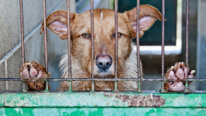 Illustration : Une loi criminalisant la possession de viande de chien bloquée par le ministère de la Justice britannique