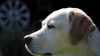 Illustration : Une jeune trentenaire condamnée pour avoir abandonné son chien avec de la mort-aux-rats