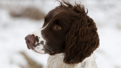 Illustration : Un propriétaire laisse son chien dans une pension il meurt de faim et de soif 