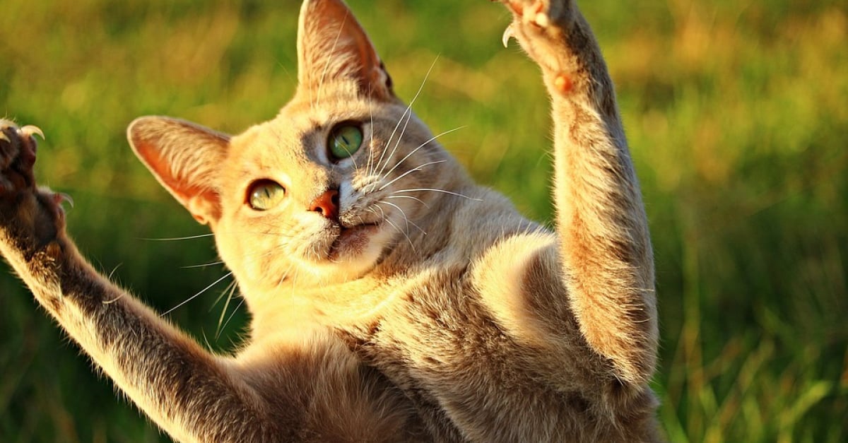 Griffe Par Un Chat Un Homme Se Voit Recevoir Une Greffe Du Coeur