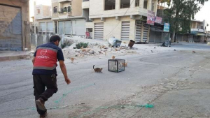 Illustration : Des dizaines de chats évacués d’une ville syrienne bombardée