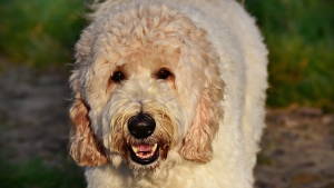 Illustration : "Les regrets du créateur du Labradoodle, qui aurait créé un « monstre de Frankenstein »"