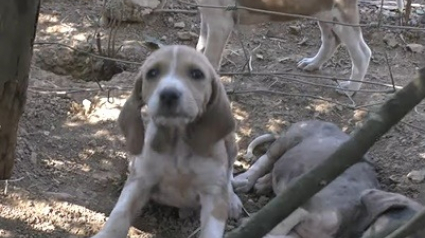 Illustration : One Voice publie une seconde vidéo dénonçant un élevage de chiens de chasse en Dordogne