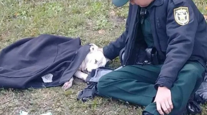 Illustration : La photo d’un policier resté auprès d’un chien blessé devient virale