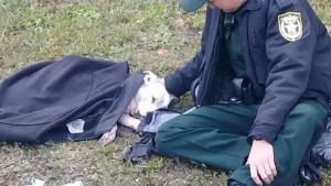 Illustration : La photo d’un policier resté auprès d’un chien blessé devient virale