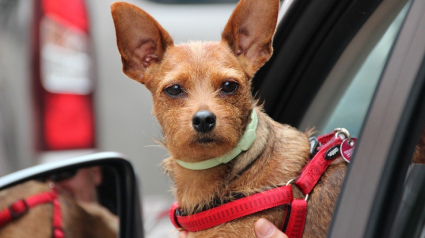 Illustration : Quelles raisons poussent votre chien à sortir la tête de la voiture ?