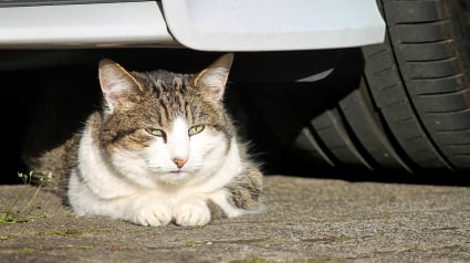 Illustration : Un vétérinaire s’inquiète du danger que pourraient représenter les voitures électriques pour les chats