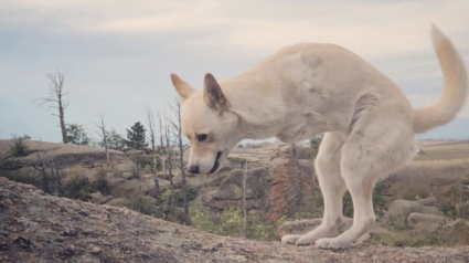 Illustration : Privé de ses 2 pattes avant, Gus est devenu un chien épanoui grâce à sa maîtresse