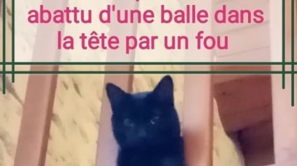 Illustration : Il tue le chat de la voisine au fusil parce que "Un chat, ça mange les lapins" !