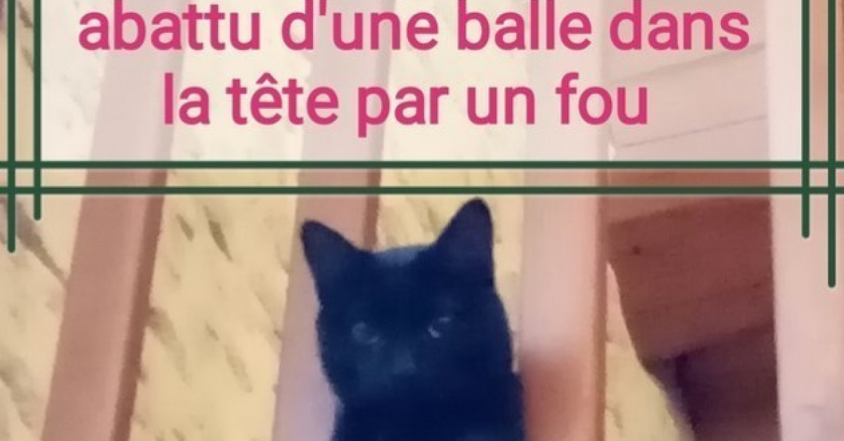 Il Tue Le Chat De La Voisine Au Fusil Parce Que Un Chat Ca Mange Les Lapins