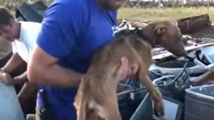 Illustration : Un chien retrouvé vivant sous les décombres un mois après le passage de l’ouragan Dorian