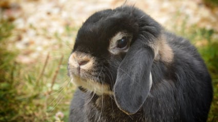 Illustration : Les lapins béliers plus sensibles aux troubles auditifs et dentaires que les autres lapins, selon une étude