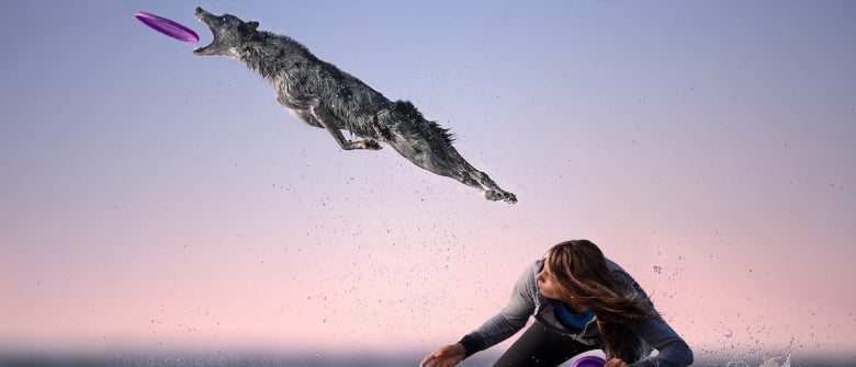 10 Photos Incroyables De Chiens Acrobates Attrapant Un