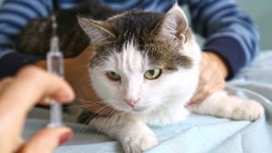 L Avc Chez Le Chat Causes Diagnostic Et Traitements