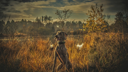 Illustration : Des chiens de chasse s’en prennent à des poules dans une propriété des Côtes-d’Armor