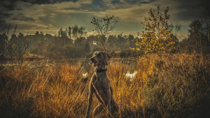 Illustration : Des chiens de chasse s’en prennent à des poules dans une propriété des Côtes-d’Armor