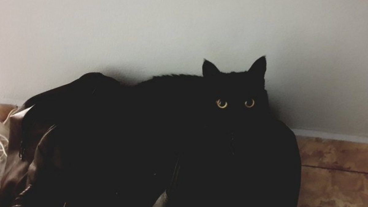 Les chats noirs