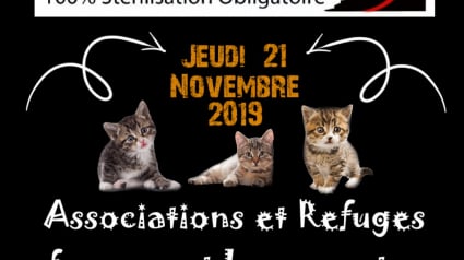 Illustration : Associations et refuges fermeront leurs portes pour dénoncer l’explosion des abandons et d’euthanasies de chats en France