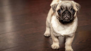 Illustration : "Agressif, anxieux ou au contraire pot-de-colle ? Tout est inscrit dans l'ADN de votre chien !"