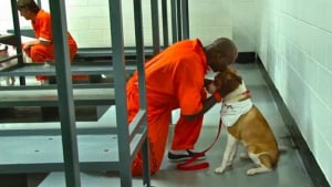 Illustration : Un programme offre la possibilité à des prisonniers d’éduquer des chiens pendant leur détention