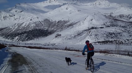 Illustration : Le bike-joring une nouvelle activité sportive à pratiquer en famille et avec son chien  ! 