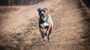 Illustration : "Possible euthanasie pour le chien qui avait mordu une fillette à Carpentras"