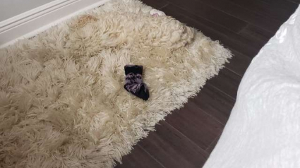 Illustration : Il y a bien un chien couché sur ce tapis et beaucoup n’ont pas pu le voir du premier coup