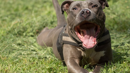 Illustration : Un chien abattu lors de l’interpellation d’une automobiliste en Seine-Saint-Denis