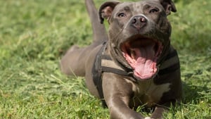 Illustration : "Un chien abattu lors de l’interpellation d’une automobiliste en Seine-Saint-Denis"