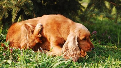 Illustration : En cueillant des champignons, il découvre le cadavre d’un chien dans les bois