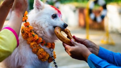 Illustration : Le Népal met à l’honneur les chiens à l’occasion du Kukur Tihar