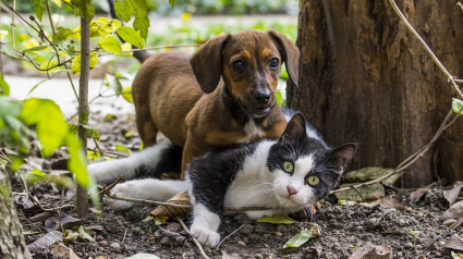 Illustration : Une trentaine d’animaux sauvés par la SPA dans les Yvelines