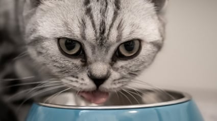 Illustration : 10 aliments que vous ne devez pas donner à votre chat, même s’il vous implore du regard