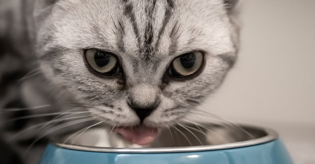 10 Aliments Que Vous Ne Devez Pas Donner A Votre Chat Meme S Il Vous Implore Du Regard