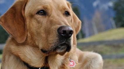 Illustration : Handicapée, elle reçoit un chien d’assistance grâce au soutien d'une association