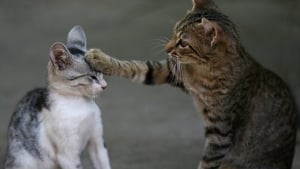 Illustration : Deux chats sauvent un couple de l'effondrement de leur maison !