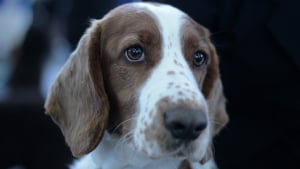 Illustration : Il tue le chien de sa fille à coups de marteau après l'avoir pendu !