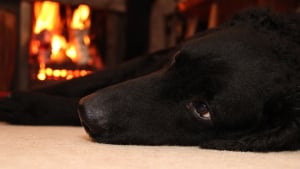 Illustration : "Un chien provoque un incendie chez sa propriétaire en jouant avec l’allume-gaz"