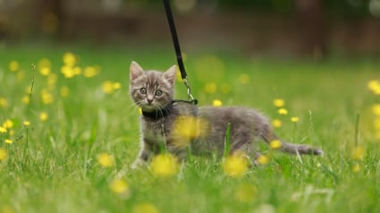 Illustration : En Australie, de nouvelles lois interdisent aux chats d’être seuls dehors